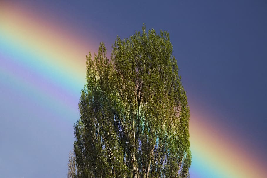 tree, rainbow, sky, after storm, pure, clean, summer, plant HD wallpaper