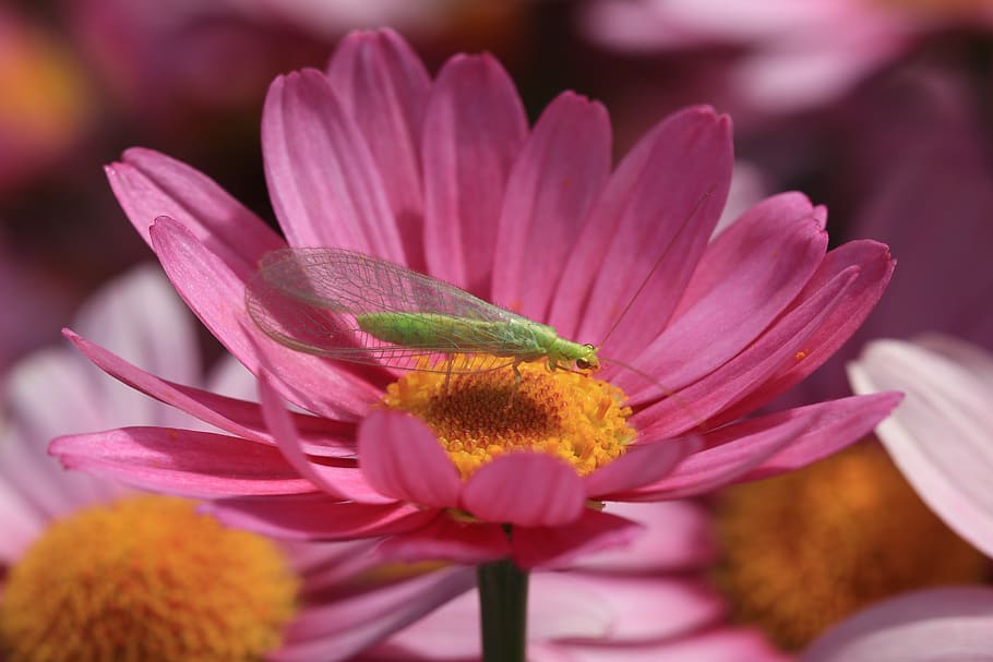 insects, fly, green, wings, chrysopidae carnea, nature, fauna HD wallpaper