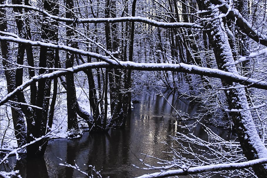 winter, winter forest, reflection, snow, nature, snowy trees HD wallpaper