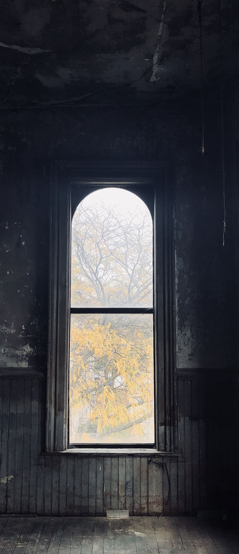 window, grunge, shadow, building, tree, fall, autumn, contrast HD wallpaper