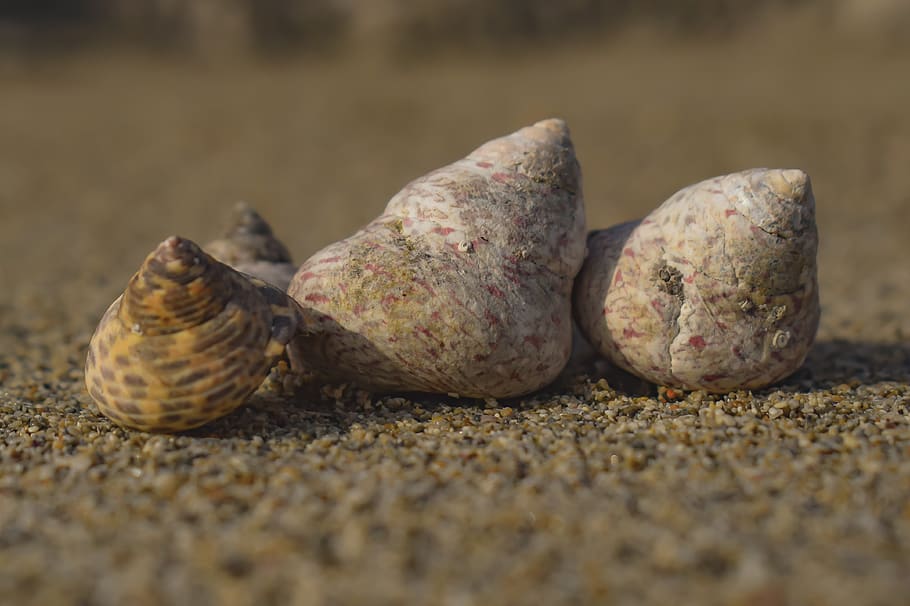 shells, nature, beach, wildlife, selective focus, close-up HD wallpaper