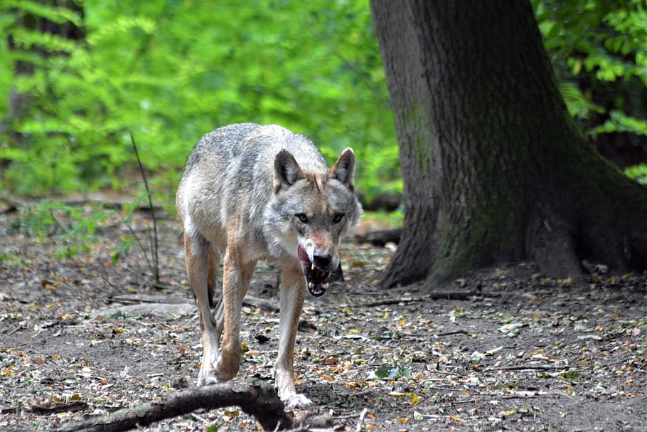 wolf, close up, forest, nature, animal world, fur, wilderness HD wallpaper