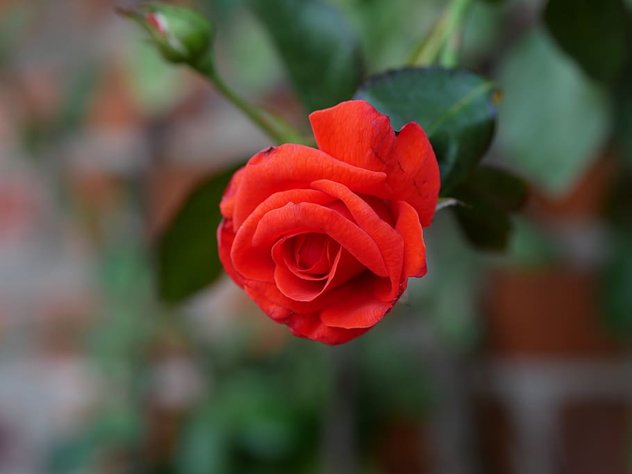rose, red, flower, bloom, blossom, love, romantic, nature, garden HD wallpaper