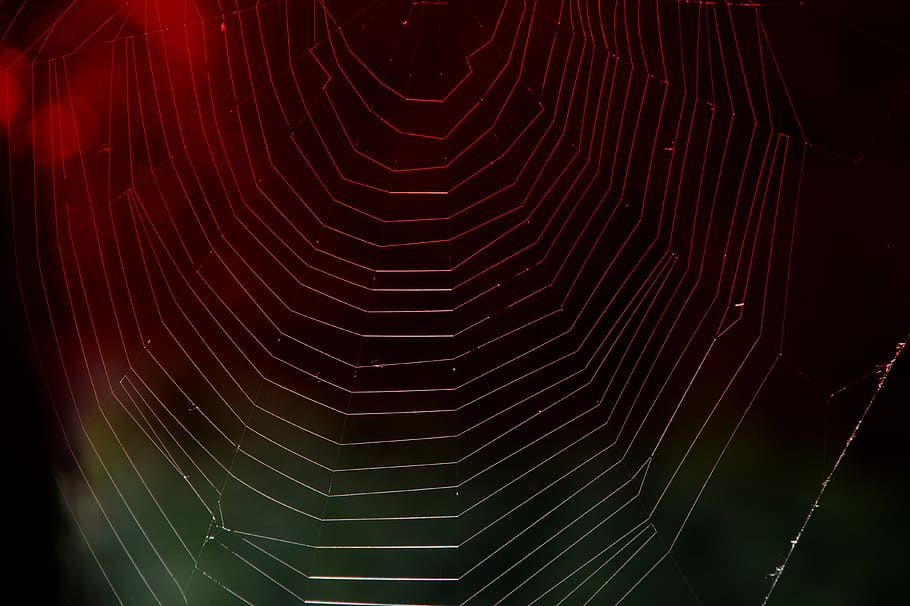 cobweb, red light, weave, structure, background, close up, sunlight, HD wallpaper