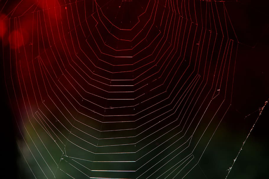 cobweb, red light, weave, structure, background, close up, sunlight HD wallpaper