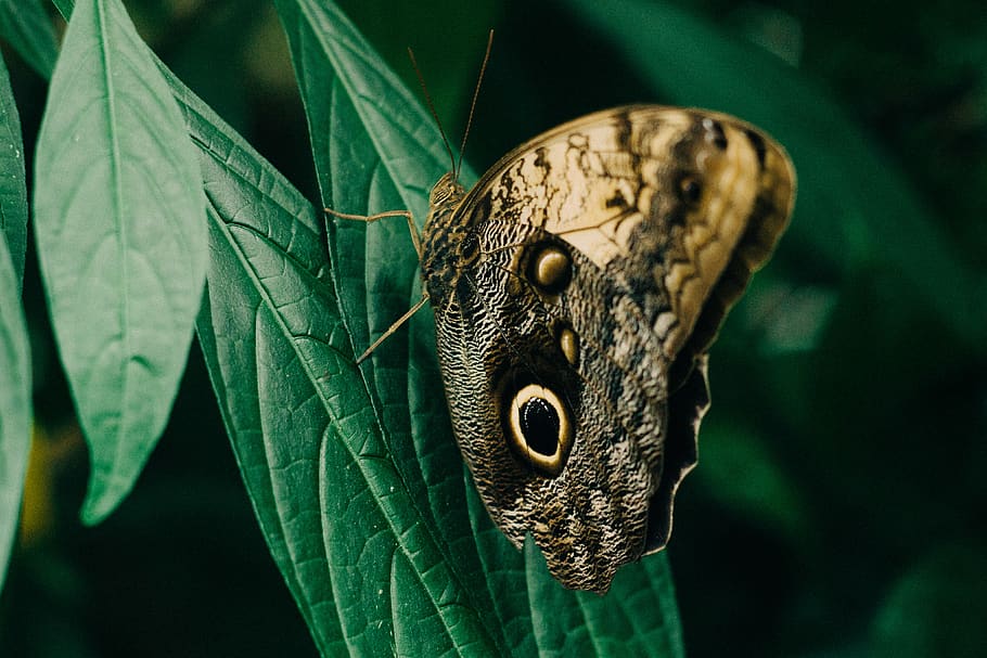 Closeup Photography of Owl Butterfly Perched on Green Leaf, background HD wallpaper