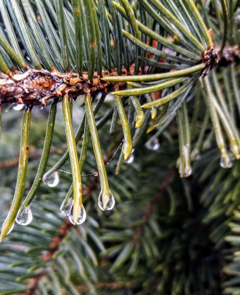 spruce, rosa, nature, tree, rain, plant, close-up, growth, beauty in nature HD wallpaper