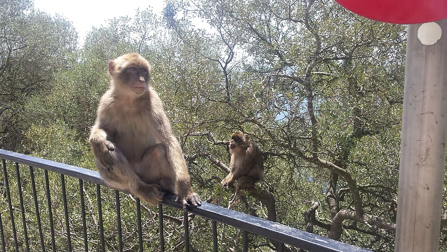 gibraltar, animal wildlife, animals in the wild, tree, primate HD wallpaper