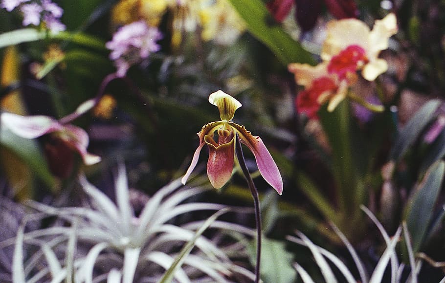 Close-Up Photo of Orchid Flower, beautiful, bloom, blooming, blur HD wallpaper