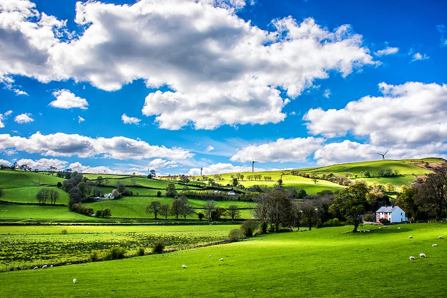 Green Leafed Trees Under Blue Sky, animals, clouds, country, daylight HD wallpaper