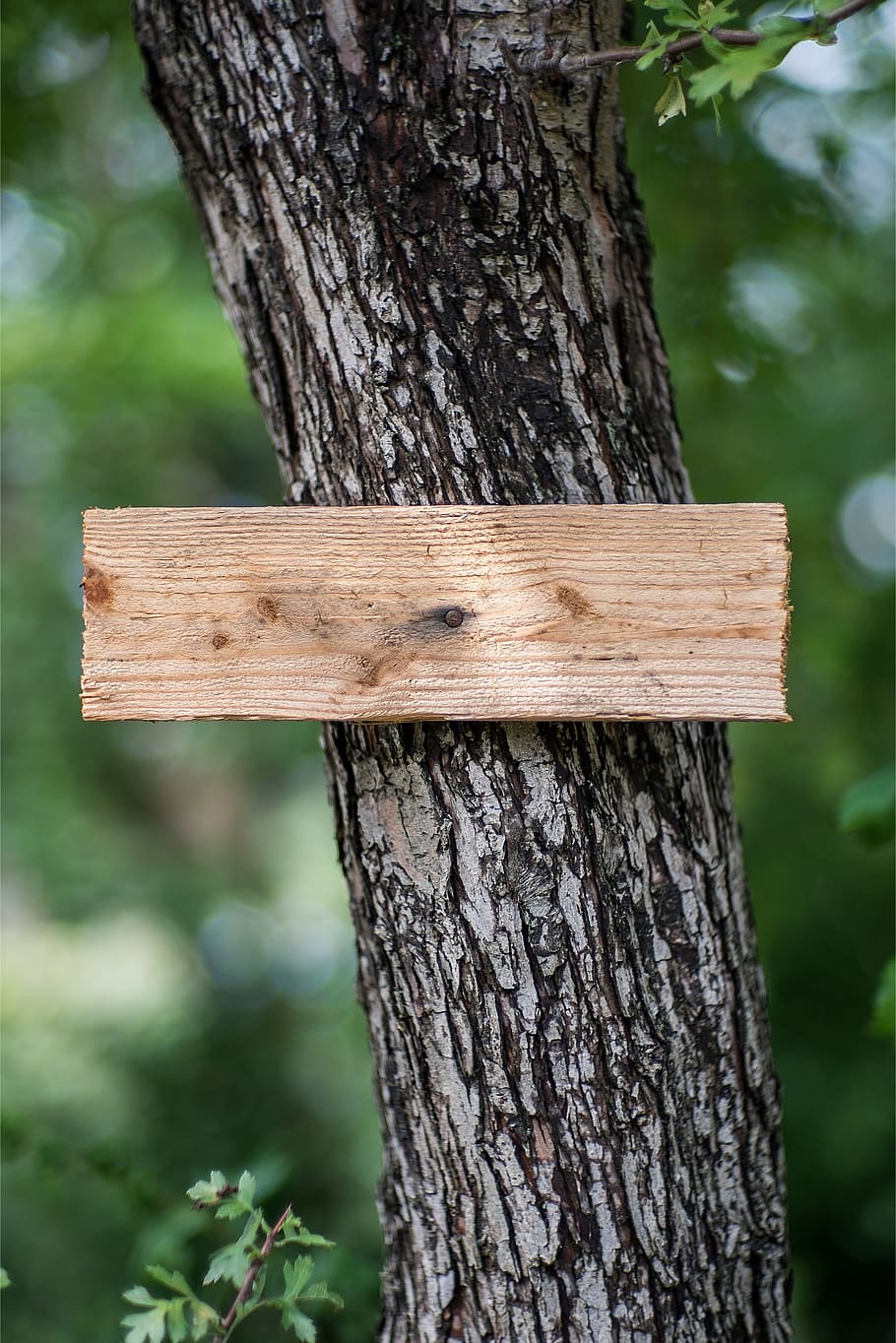 sign, tablet, signpost, tree, wood, information, trunk, tree trunk HD wallpaper