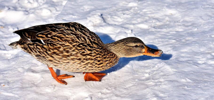 duck, mallard, snow, winter, cold, colorful, water bird, duck bird HD wallpaper