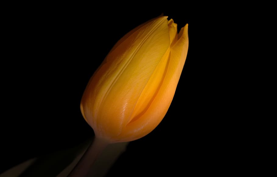 flower, yellow, nature, fresh, freshness, studio shot, black background HD wallpaper