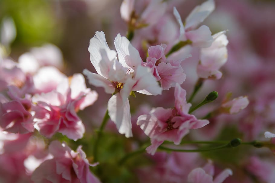 cherry blossom, bloom, spring, tree, branch, nature, flower HD wallpaper
