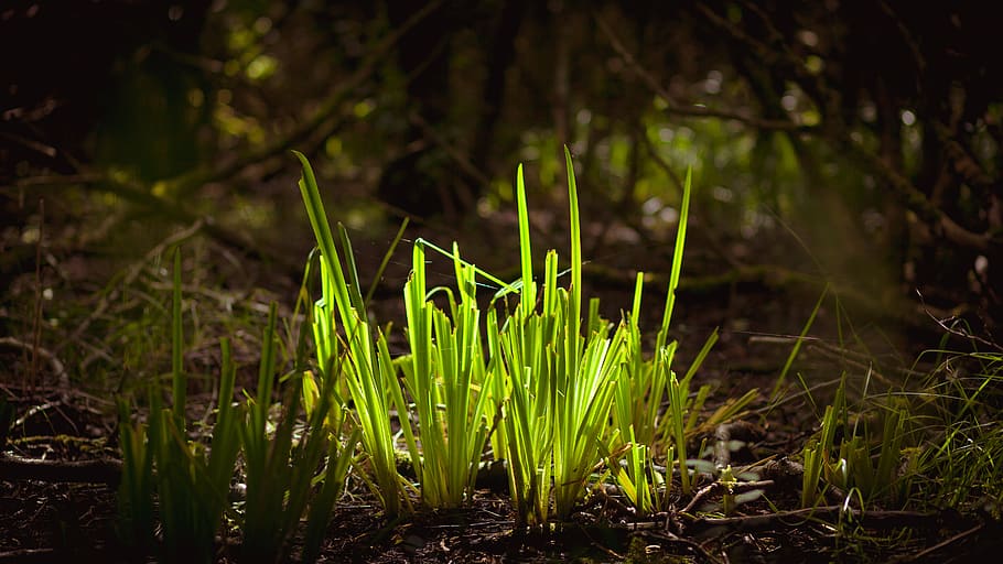 germany, vegetation, green, brown, forest, understory, understorey HD wallpaper
