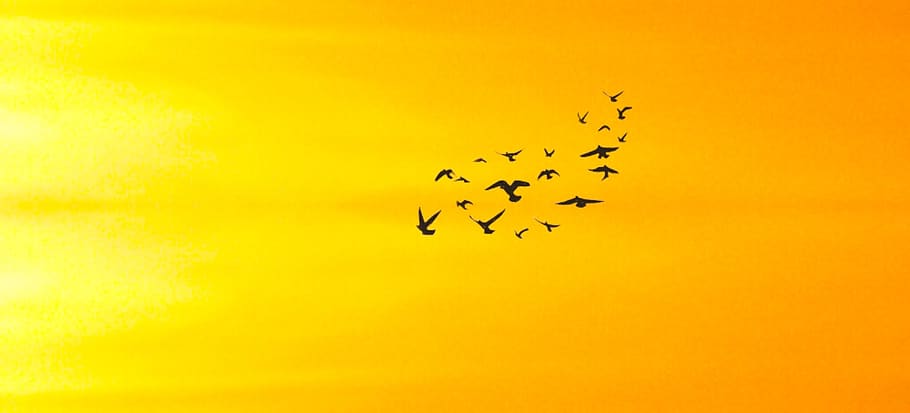 birds, gathering, flying, sunset, dawn, dusk, evening, bright HD wallpaper