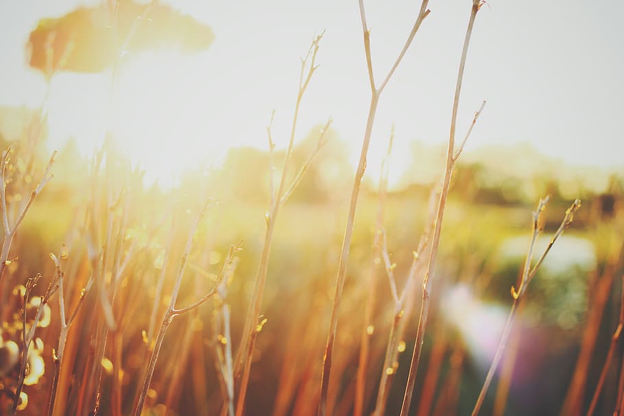 sunset, branches, reeds, nature, sunlight, bokeh, depth, of HD wallpaper