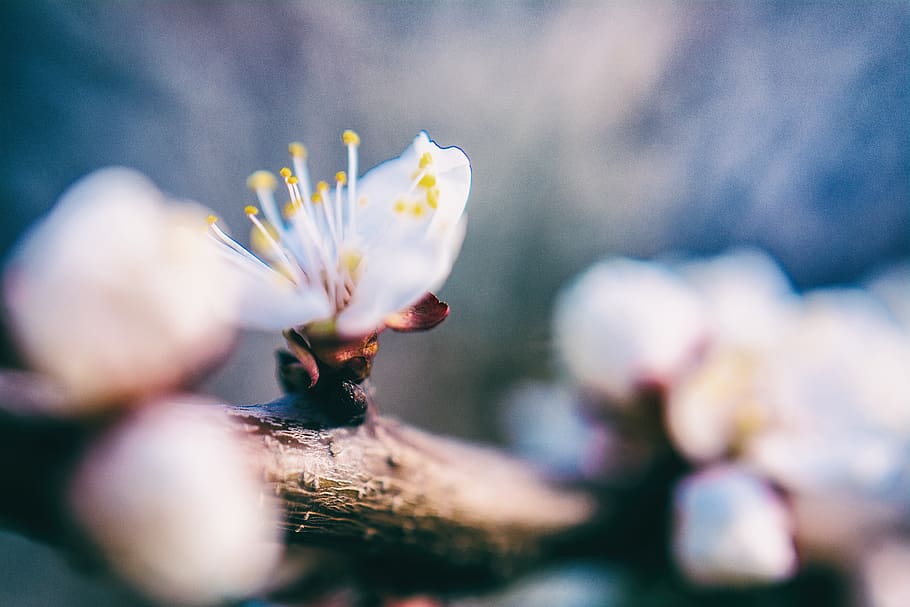 spring, april, bloom, blossom, plant, nature, close up, macro HD wallpaper