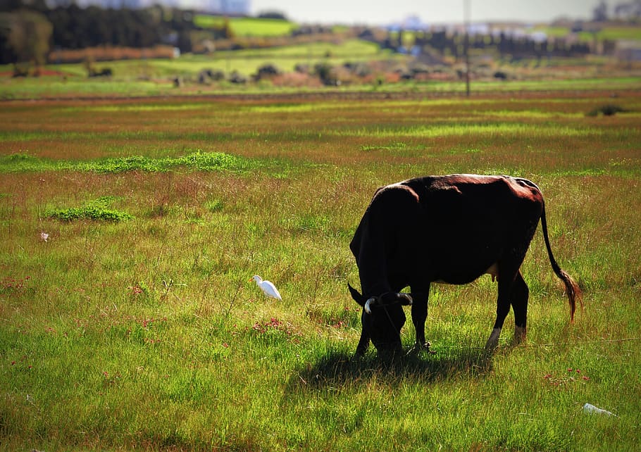 nature, twigs, grass, weed, pasture, cow, a bird, sunset, mountain HD wallpaper