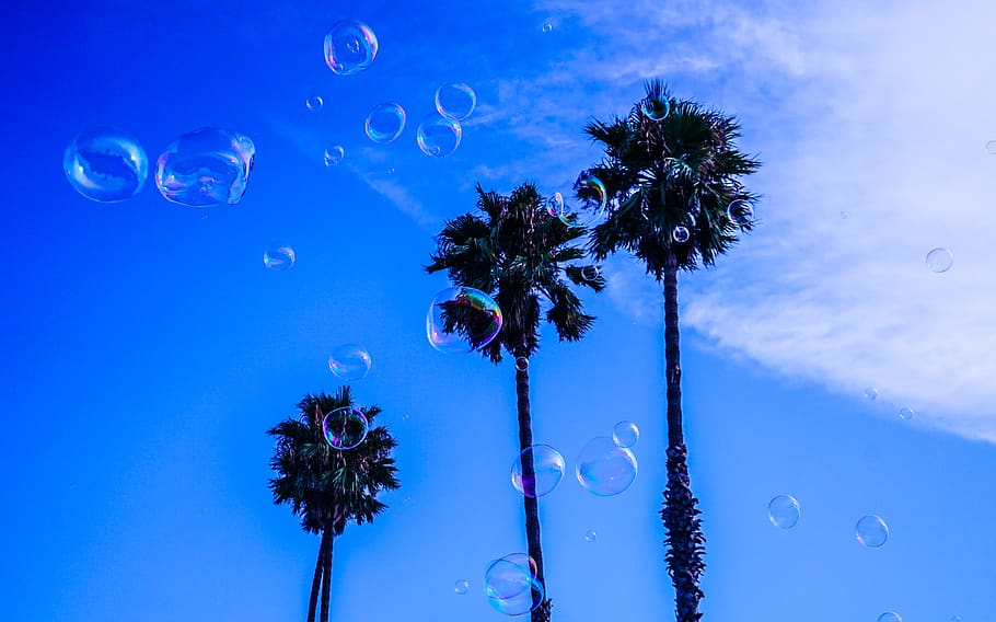 Three Palm Tree during Blue and White Cloudy Day, clear, clouds HD wallpaper