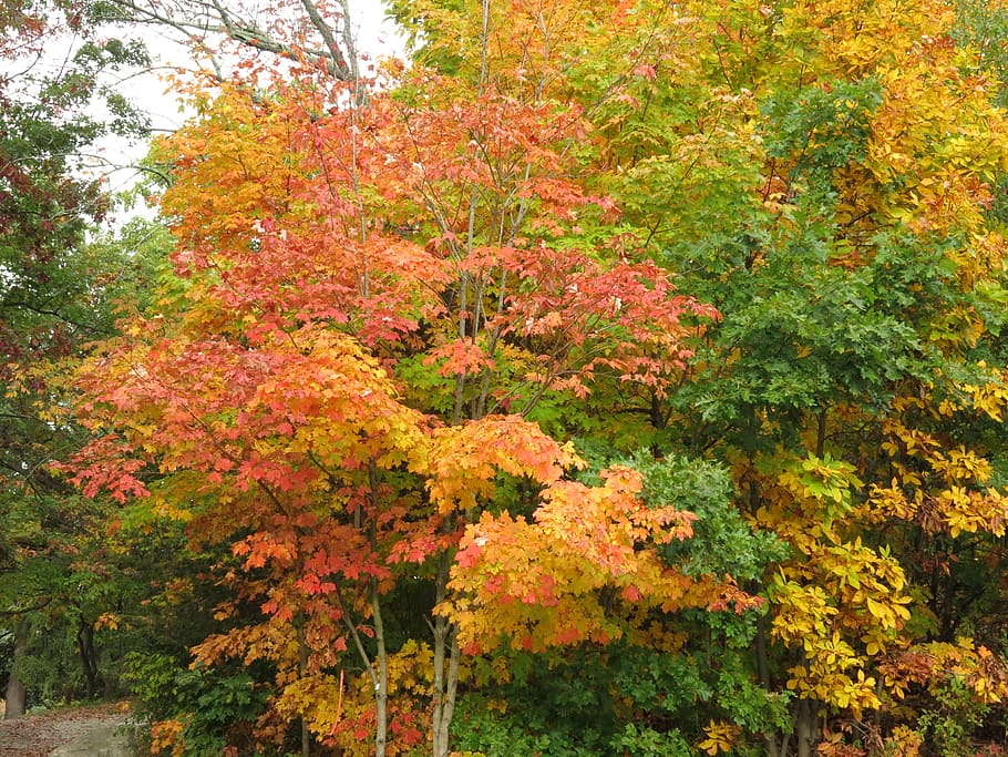 trees, forest, autumn, 2016, green, yellow, orange, plant, beauty in nature HD wallpaper