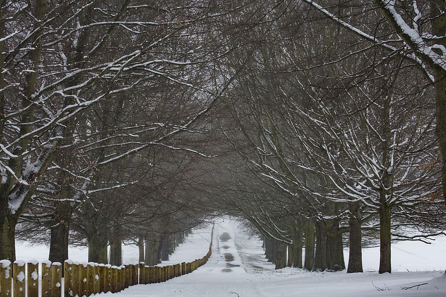 england, winter, snow trees, winter path, winter wonderland HD wallpaper