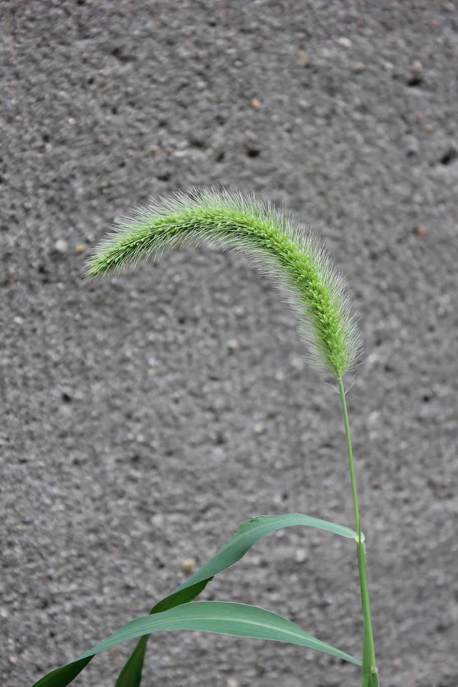 green, grass, plant, green color, leaf, plant part, growth HD wallpaper