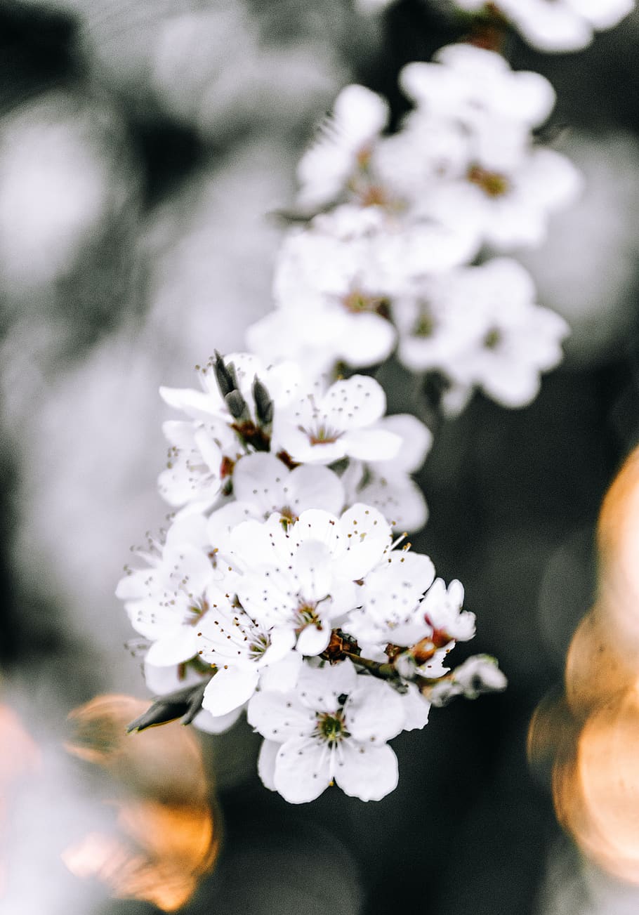 estonia, flower, flowering plant, freshness, fragility, vulnerability HD wallpaper