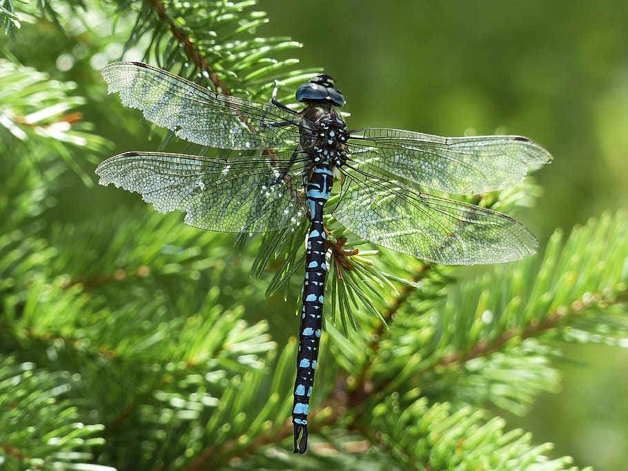 Black Blue and White Dragonfly, close-up, insect, macro, nature HD wallpaper
