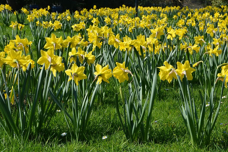 osterglocken, spring, flowers, daffodils, yellow, nature, meadow HD wallpaper