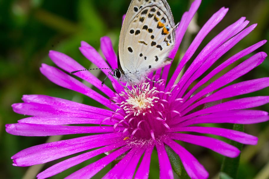 butterfly, insects, macro, flowers, flowering plant, beauty in nature HD wallpaper