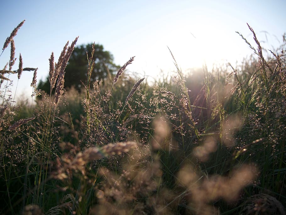 united kingdom, castlereagh, hay, meadow, june, summer, sun HD wallpaper