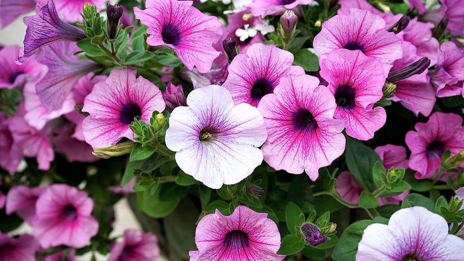 White and Pink Petaled Flowers, bloom, blooming, blossom, botanical HD wallpaper