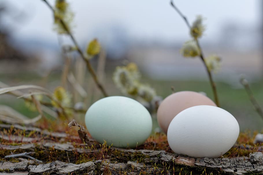 easter, easter eggs, spring, nature, food, food and drink, focus on foreground HD wallpaper