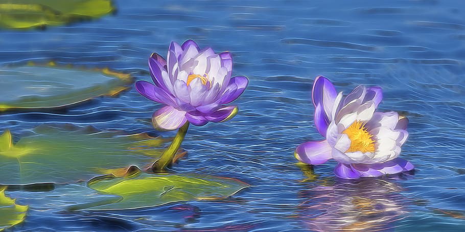 lilly, water, bloom, nature, pink, purple, pretty, beautiful HD wallpaper