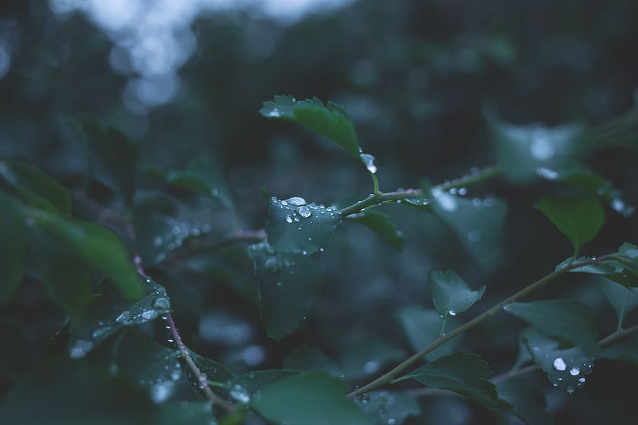 Green Leaf Plant, blur, close-up, dew, droplets, drops, flora HD wallpaper