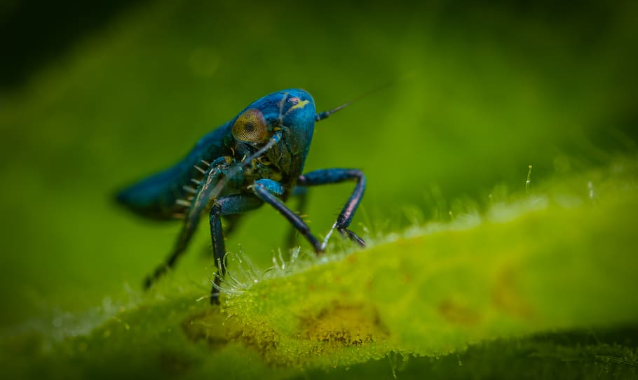 Blue Insect in Close-up Photography, animal, bug, color, entomology HD wallpaper