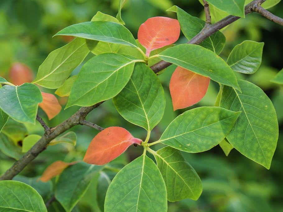 leaves, branch, tree, nature, leaf, plant part, growth, green color HD wallpaper