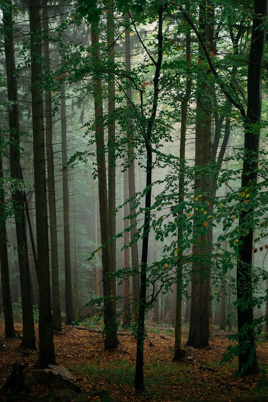 Fog in forest, adventure, autumn, bad harzburg, calm, countryside