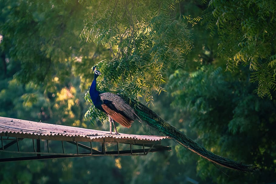 green and red fish tank, bird, animal, peacock, beak, sunray HD wallpaper