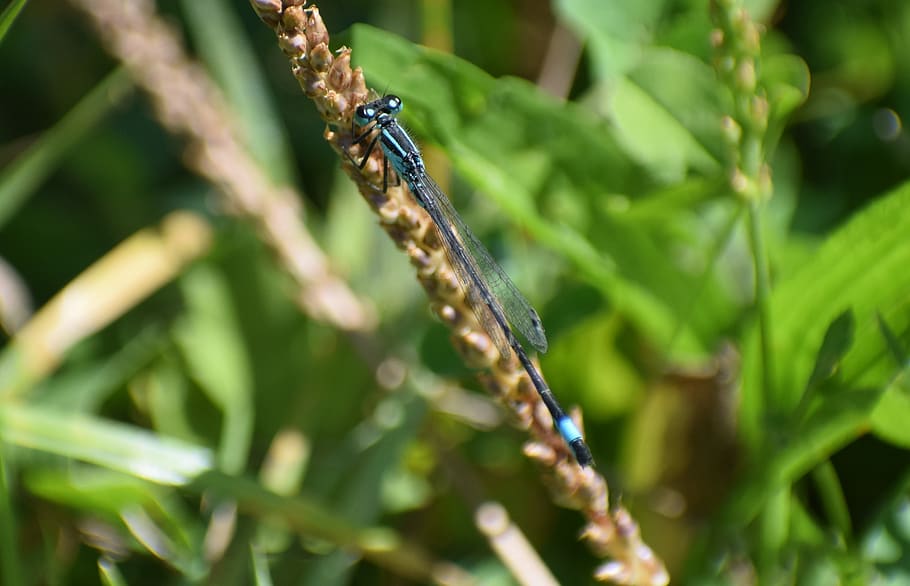 insect, dragonfly, nature, macro, wing, blue, shimmer, close up HD wallpaper