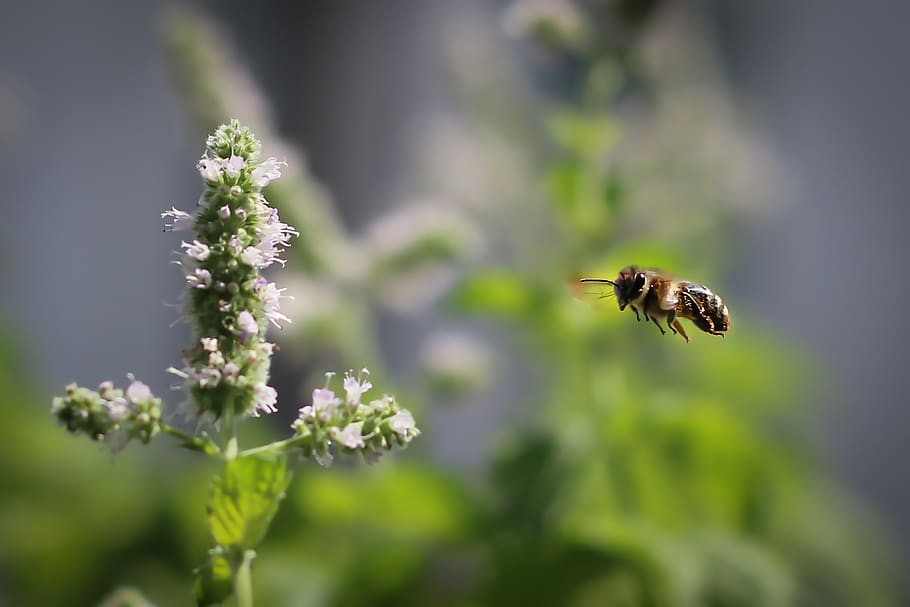 bee, blossom, bloom, insect, summer, pollen, nectar, honey bee, HD wallpaper
