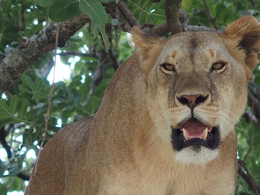 lion under tree, animal themes, animals in the wild, animal wildlife HD wallpaper