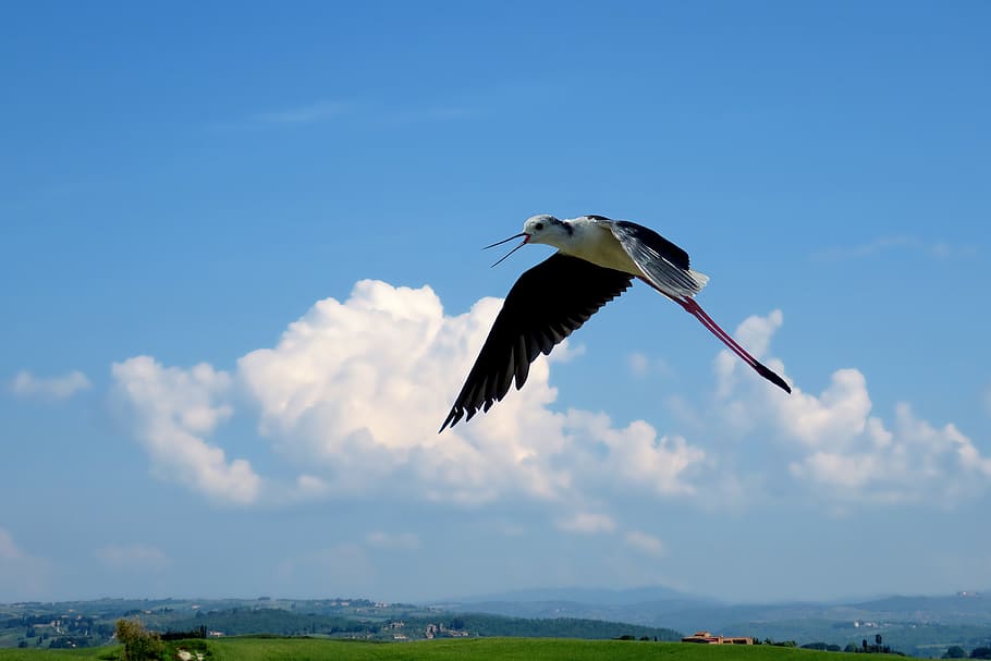 nature, bird, flying bird, sky, summer, wing, animal wildlife HD wallpaper