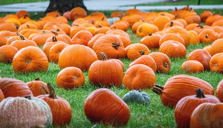 pumpkin, fall, pasture, thanksgiving, nature, food, orange color HD wallpaper