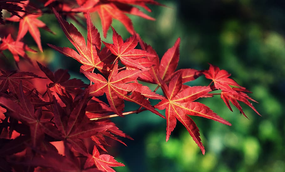 Photo Of Red Leafed Tree, macro, maple leaves, season, plant part HD wallpaper