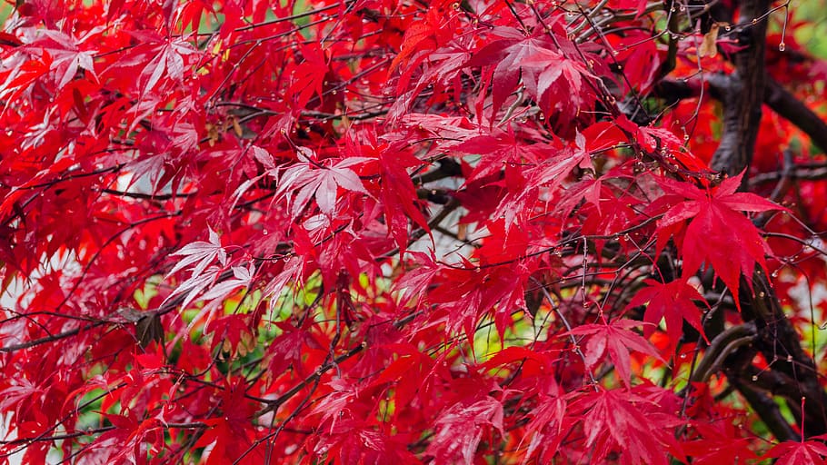 maple, red, autumn, leaf, nature, leaves, colorful, plants HD wallpaper