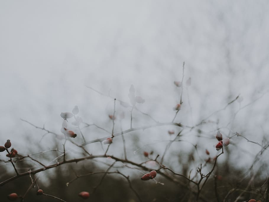 bare tree, nature, outdoors, weather, plant, animal, bird, fog HD wallpaper