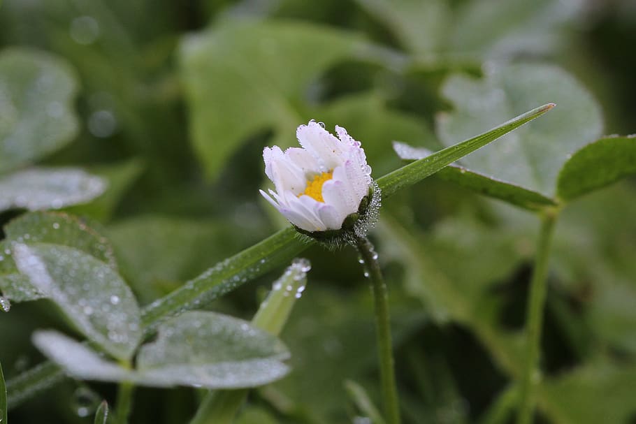 daisy, dewdrop, macro, flower, flowering plant, beauty in nature HD wallpaper