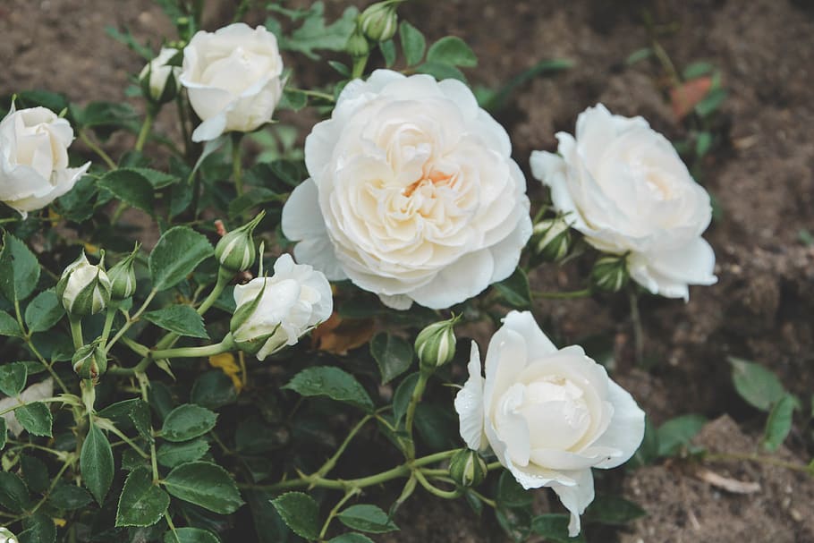timișoara, flower, flowering plant, beauty in nature, freshness HD wallpaper